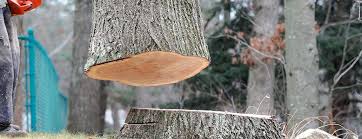 How Our Tree Care Process Works  in  Auberry, CA