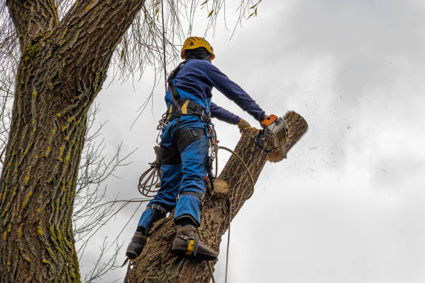 Best Arborist Consultation Services  in Auberry, CA