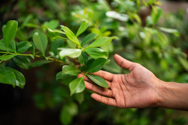 Best Tree and Shrub Care  in Auberry, CA