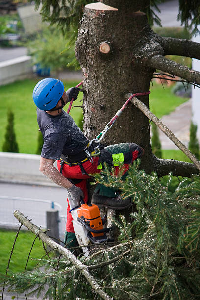 Reliable Auberry, CA Tree Services Solutions