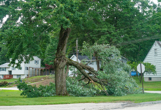 How Our Tree Care Process Works  in  Auberry, CA