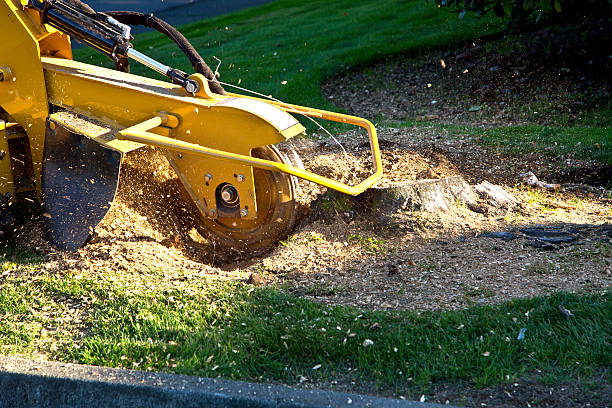 Best Tree Mulching  in Auberry, CA