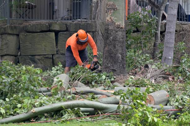 Best Emergency Tree Removal  in Auberry, CA