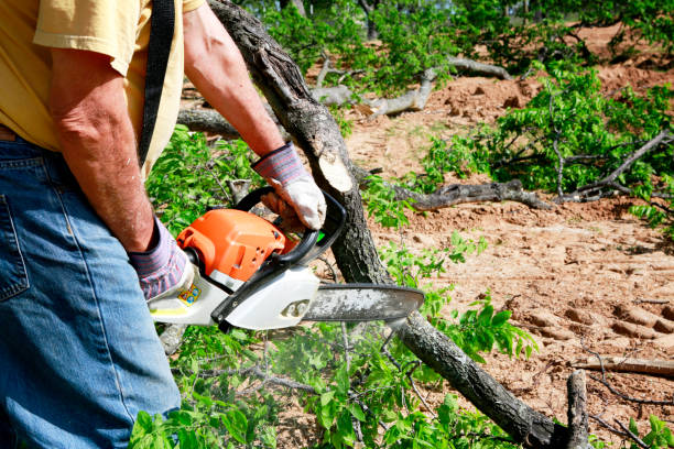 Best Pest Control for Lawns  in Auberry, CA